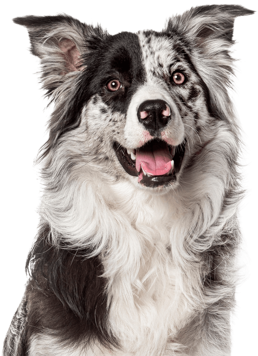 Close-up portrait of a black and white dog, representing pet-friendly living at The Townline Apartments.